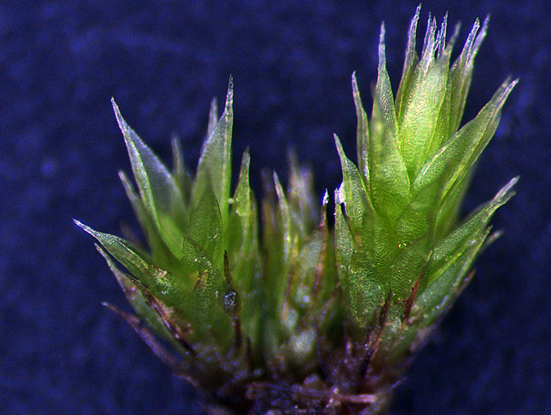 https://www.nzplants.auckland.ac.nz/en/about/mosses/native-species/bryaceae/bryum-clavatum.html